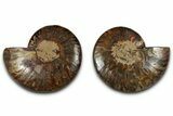Cut & Polished, Agatized Ammonite Fossil - Madagascar #318113-1